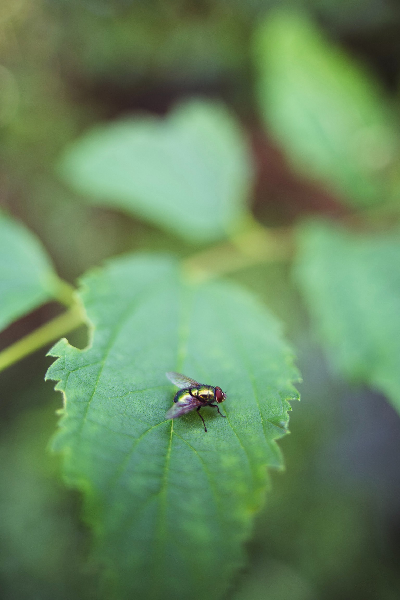 plaga de moscas plaga de moscas