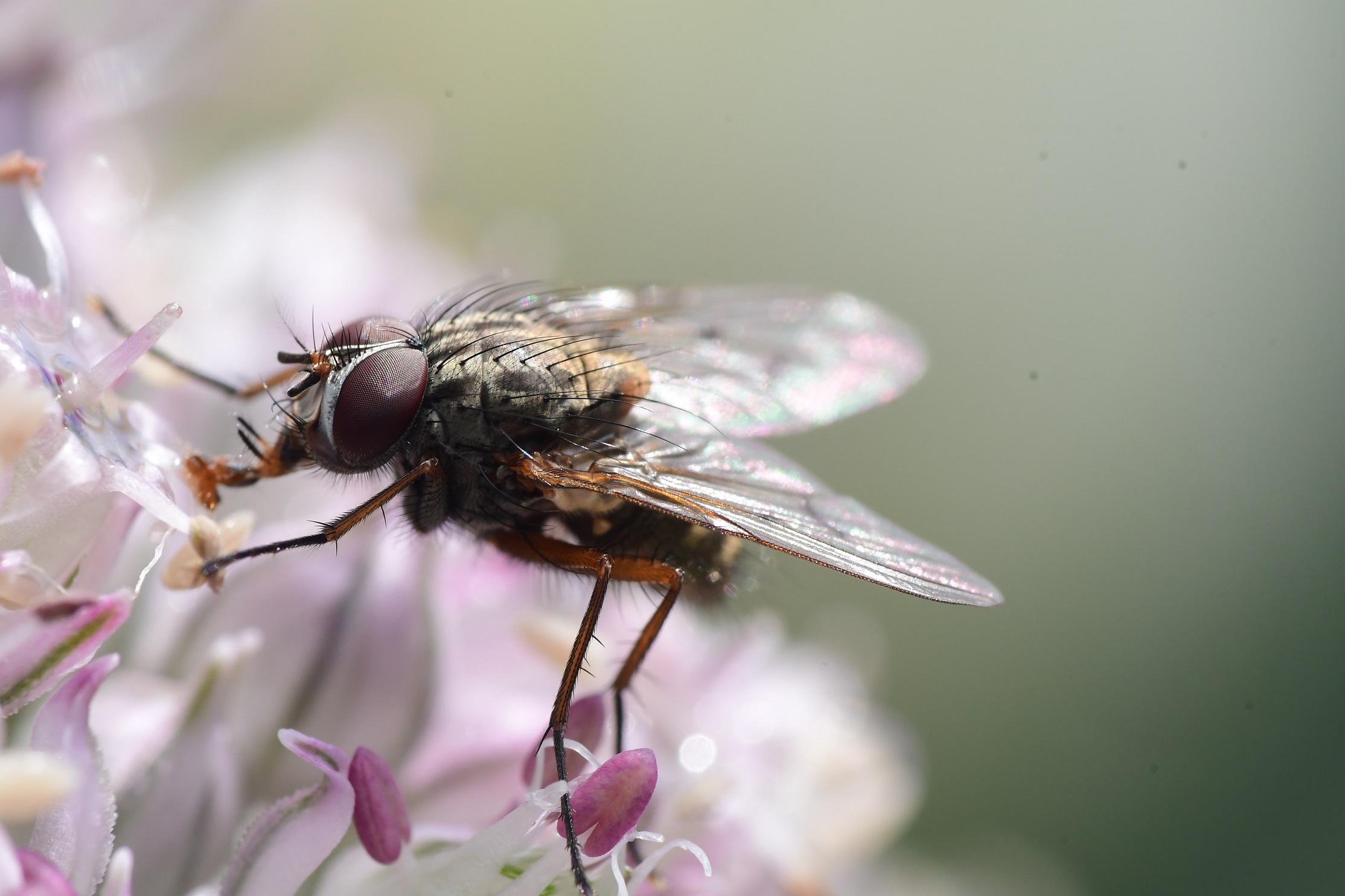 identificar plaga de moscas identificar plaga de moscas