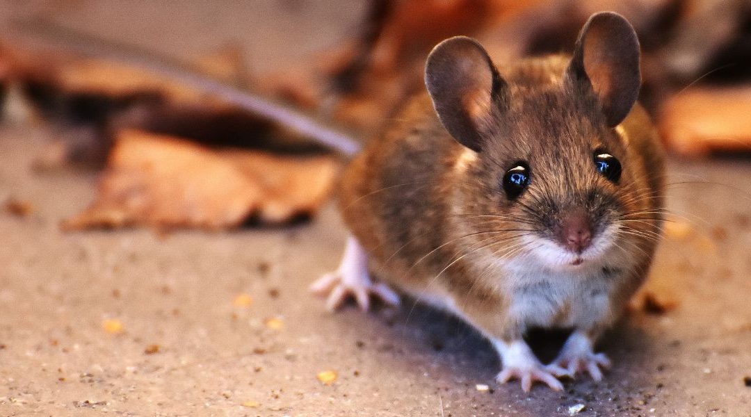 Cómo proteger trasteros y garajes de los roedores en verano, sin sorpresas 
