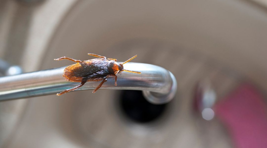 Qué hacer si hay una cucaracha en tu casa durante el día: alerta roja 