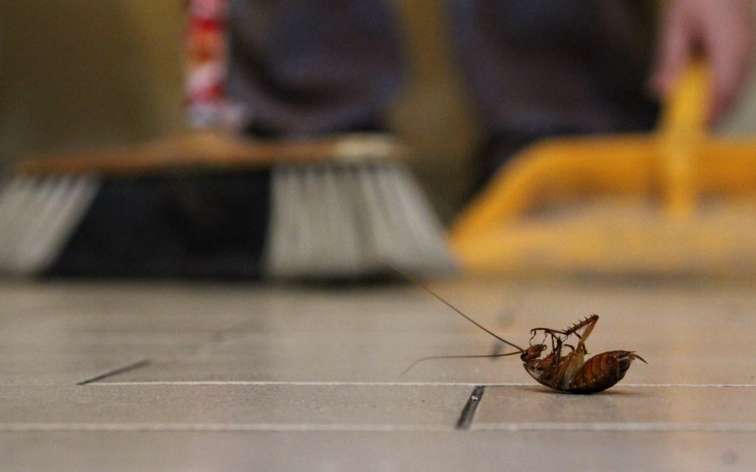 Cómo saber si hay más de una cucaracha detrás de un solo avistamiento