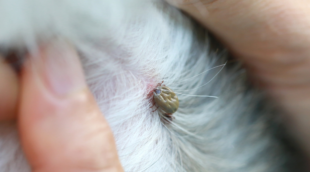 Cómo afectan las pulgas a niños y mascotas