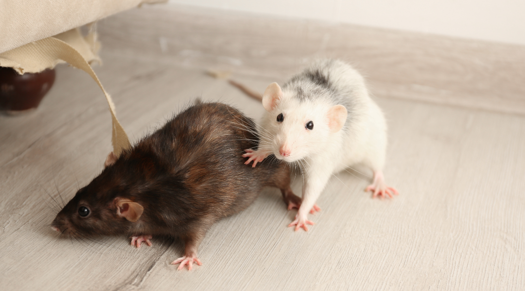 Diferencias entre una plaga de ratones y una de ratas 