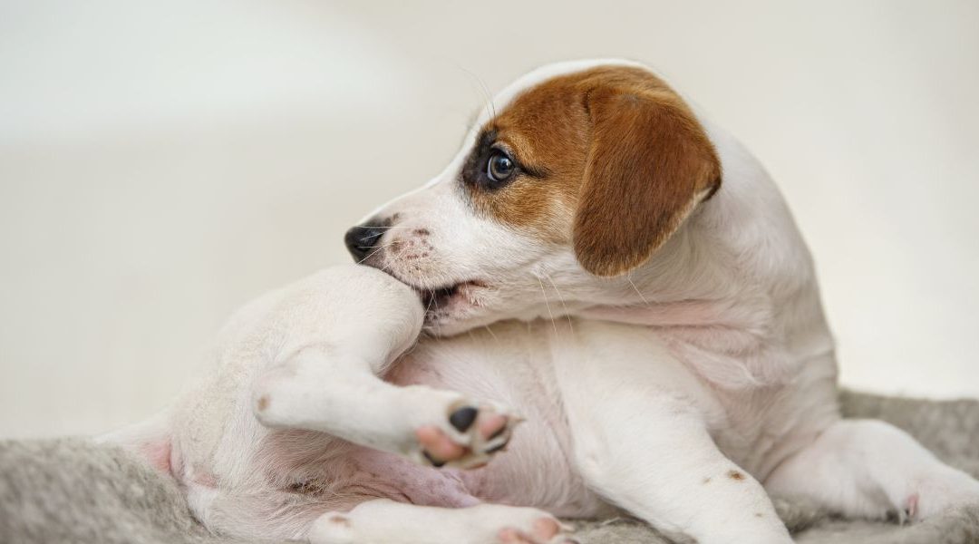 Pasos a seguir para evitar que tu mascota traiga pulgas a casa