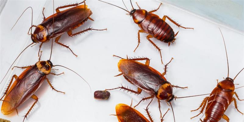¿Qué tipo de cucaracha es más común en viviendas?