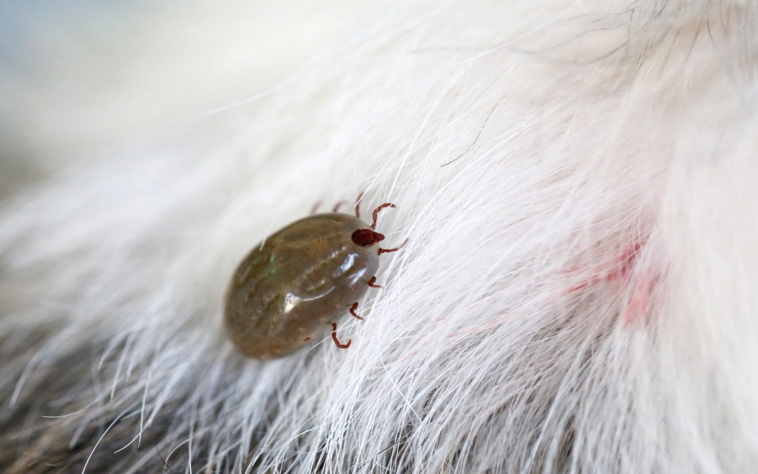 Cómo afecta la calefacción al ciclo vital de las pulgas