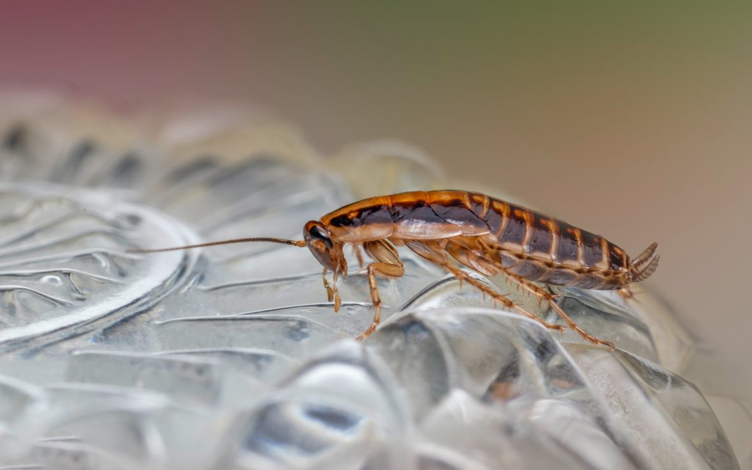 Olores que repelen a las cucarachas