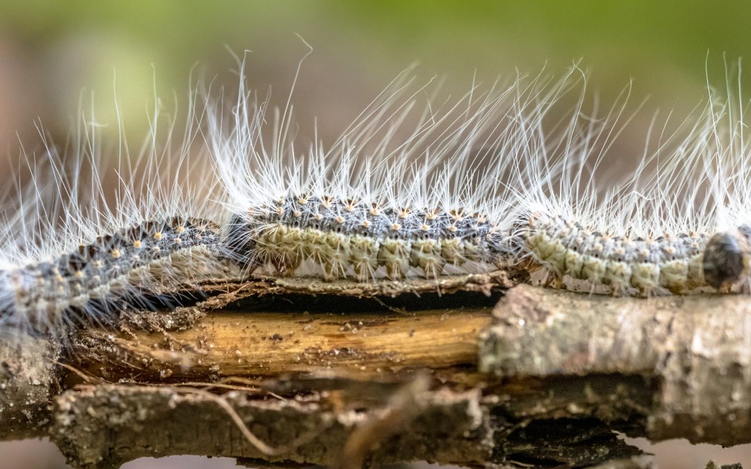 Qué hacer para prevenir la picadura de procesionaria 