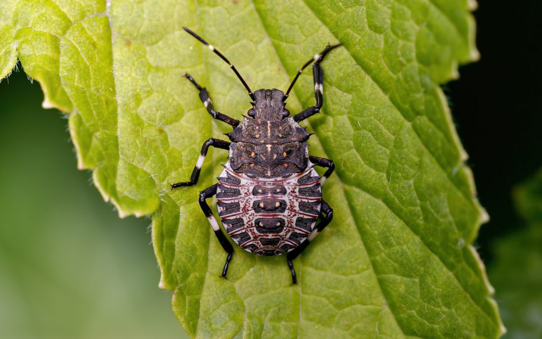 ¿Pueden haber chinches aunque no sientas picaduras? 