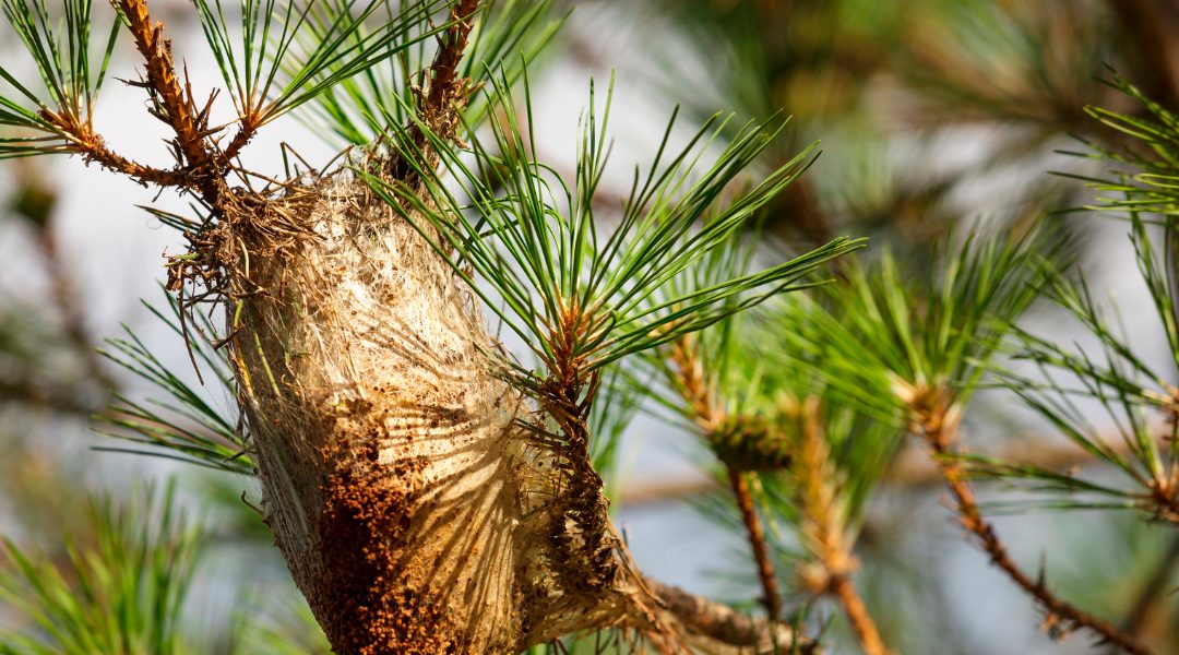 ¿Solución definitiva para la procesionaria?