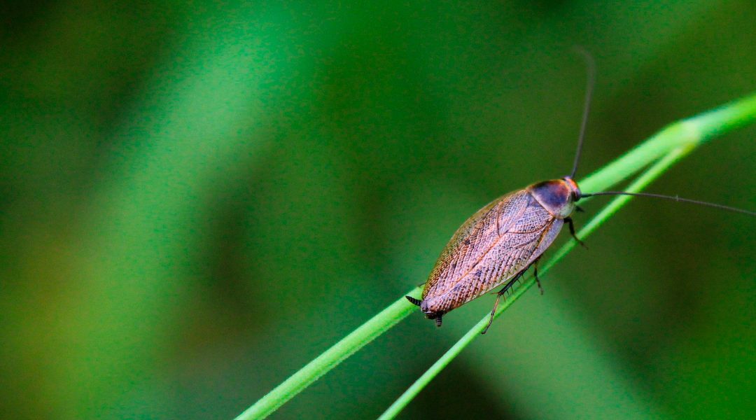 Cómo sellar puntos de entrada comunes para cucarachas 