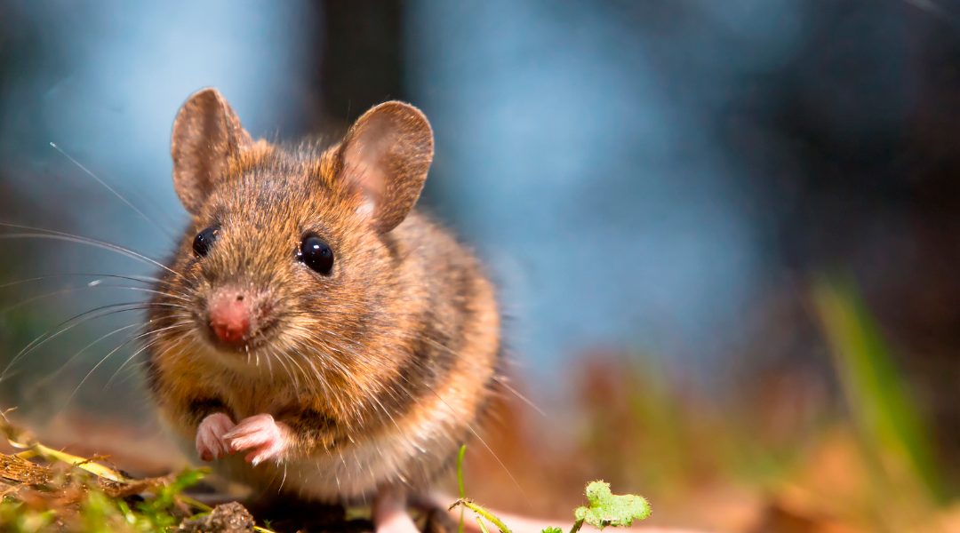 ¿Cuánto tarda en desaparecer una plaga de roedores?